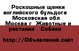 Роскошные щенки английского бульдога  - Московская обл., Москва г. Животные и растения » Собаки   